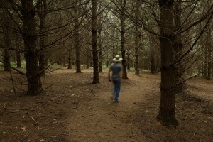 A person walking through the pine forest