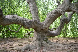 The twisting trunk of the Upside-Down Tree