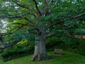 The 150-year old white oak tree in Givens Grove at the Brown Family Environmental Center