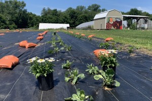 Farm research