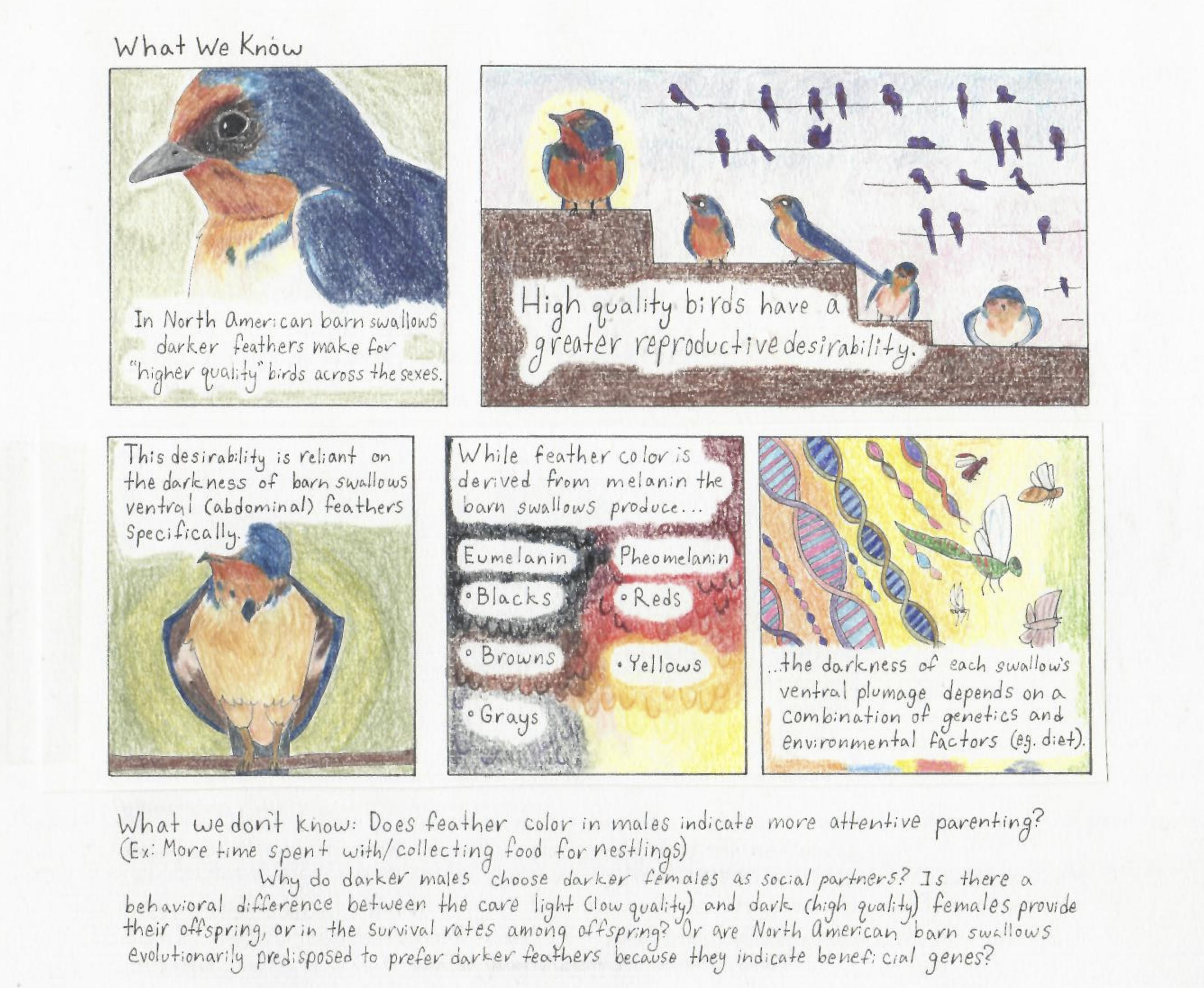 Illustrated storyboard with information about barn swallows, created by Desmond Dietz '25.